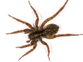 Pardosa pullata